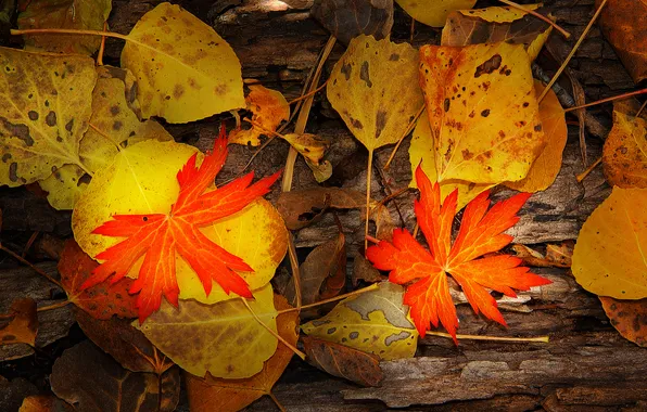 Осень, листья, природа, цвет, клен