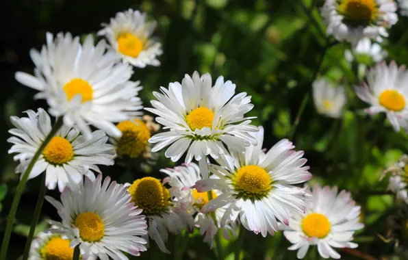 Flower, daisy, blooming