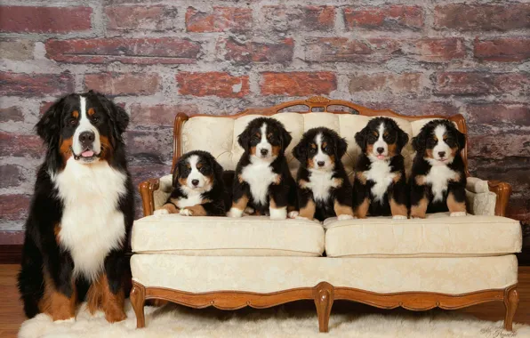 Dog, interior, sofa