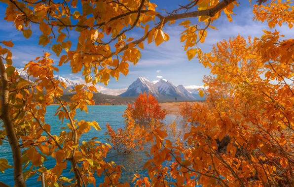 Картинка осень, листья, деревья, горы, ветки, озеро, Канада, Альберта