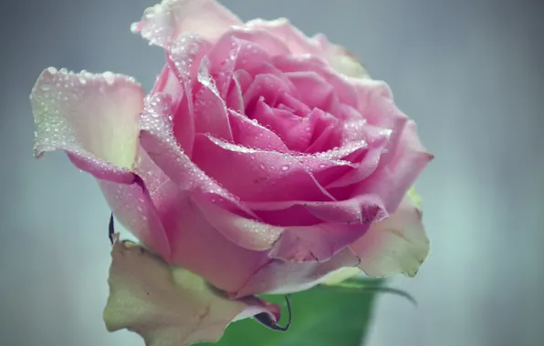 Flower, pink, water, with, macro, drops