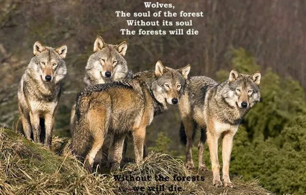 Nature, predator, animal, wolf, wildlife, portrait, quote, wolf wisdom