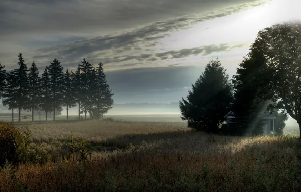 Поле, деревья, пейзаж, туман, утро