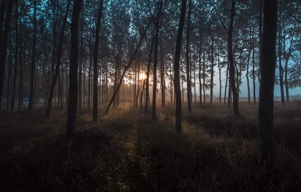 Картинка лес, туман, утро
