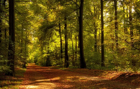 Дорога, осень, деревья, природа, листва