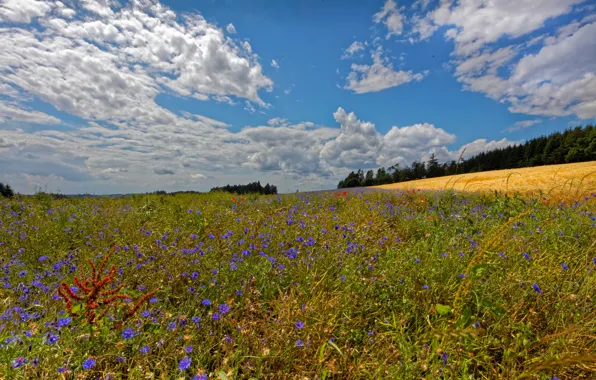 Картинка поле, небо, облака, Германия, цветы.деревья, Landkern