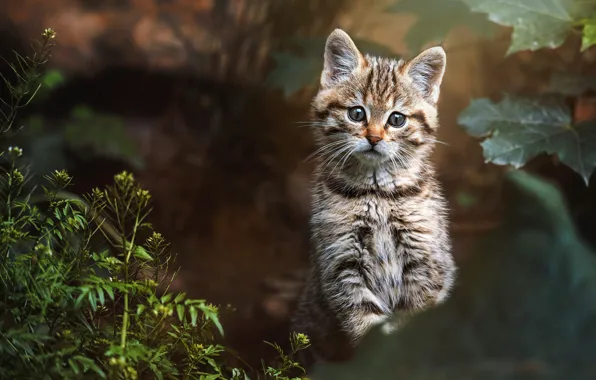 Кошка, кот, взгляд, листья, природа, котенок, растения, мордашка