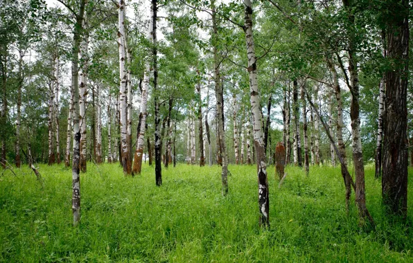 Картинка лес, трава, берёзы