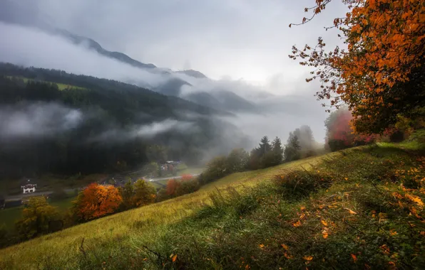 Осень, лес, трава, деревья, горы, туман, холмы, склон