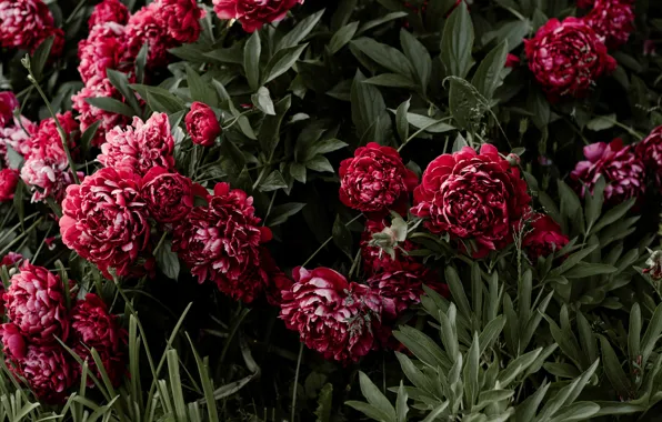 Листья, цветы, бутоны, пионы, peony, лепестви