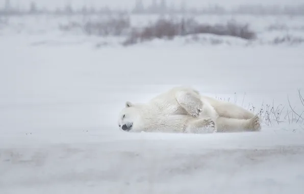 Картинка снег, Белый медведь, зима, Полярный медведь, спящий, сон