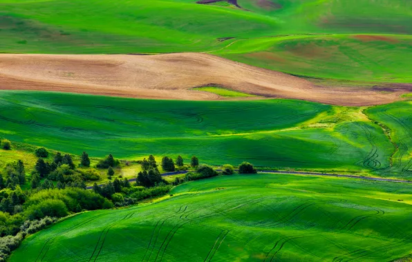 Картинка дорога, поле, трава, деревья, природа, холмы, панорама