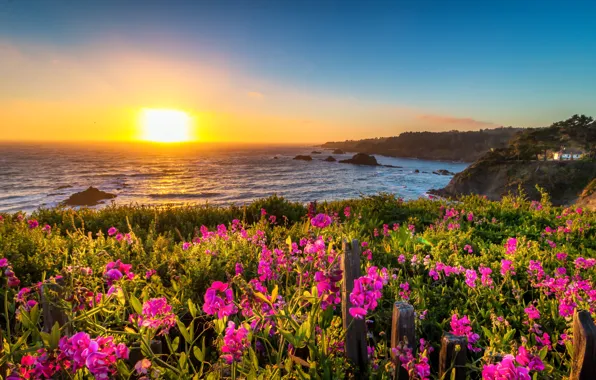 Картинка пейзаж, закат, цветы, природа, океан, побережье, Калифорния, США