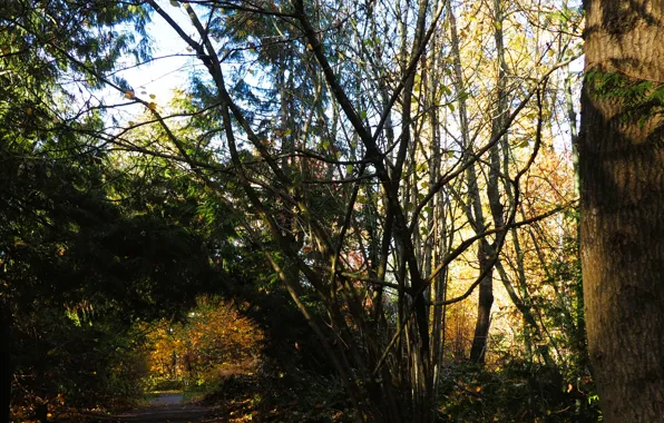 Nature, Wood, Green, Trees