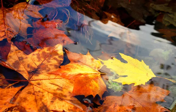 Картинка осень, вода, природа, листва