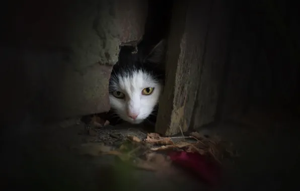 Кошка, взгляд, дверь