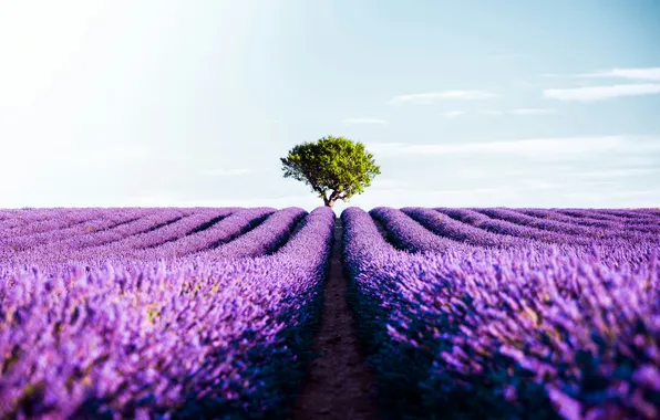 Wallpaper, Flowers, Lavender, Field, Lavender Field