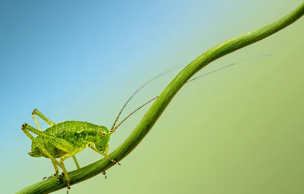Branch, insect, cricket