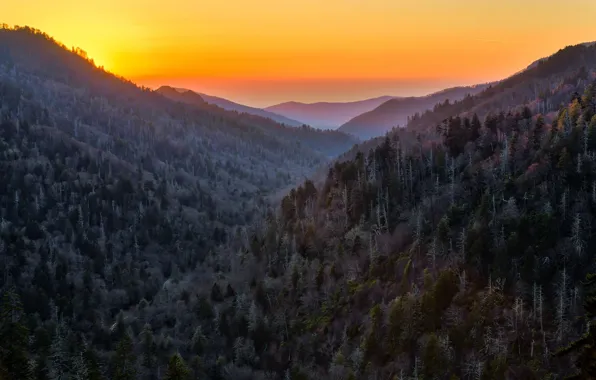 Картинка лес, закат, горы, природа, United States, Tennessee, Sevier