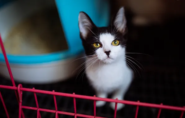 Кошка, кот, взгляд, фон, черно-белый, темный, портрет, решетка