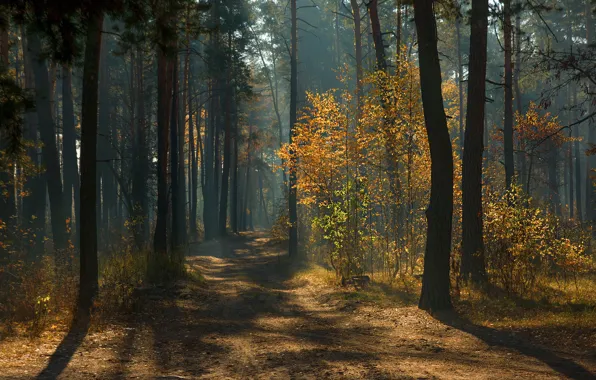Картинка дорога, осень, лес, лучи, свет, деревья, ветки, туман