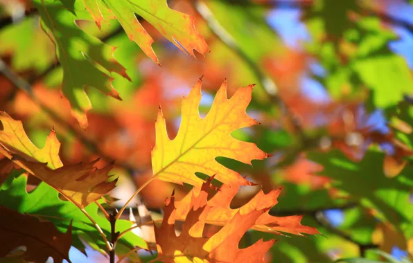 Осень, листья, макро