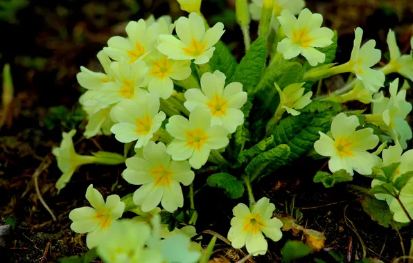 Flower, spring, primroses