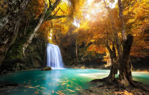 Картинка осень, лес, деревья, рыбы, природа, скалы, водопад, Таиланд