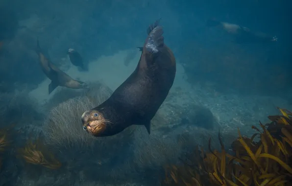 Картинка морской котик, Jennifer Lu, Arctocephalinae, fur seal