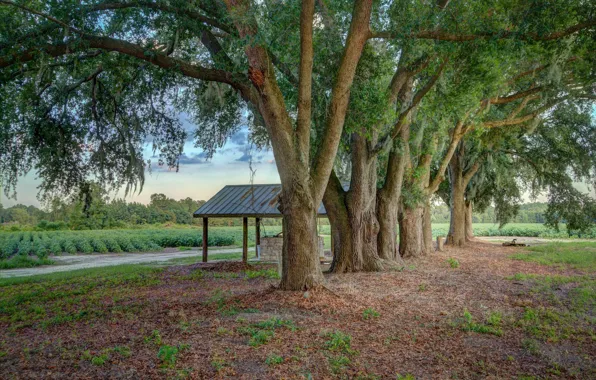 Деревья, природа, парк