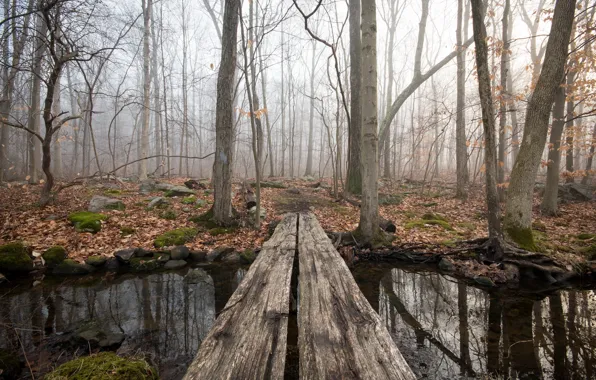 Лес, мост, река