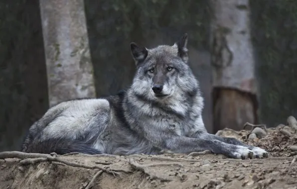 Картинка nature, predator, animal, wolf, wildlife, portrait, portrait., Canis lupus. face