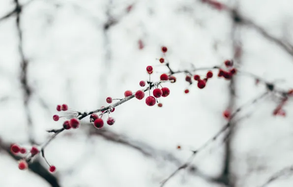 Природа, Зима, Frozen, Мороз, Nature, Winter, Frost, Frosty