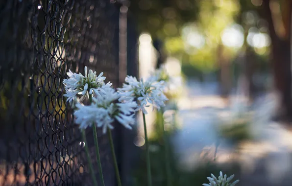 Цветы, забор, ограда, лепестки, белые