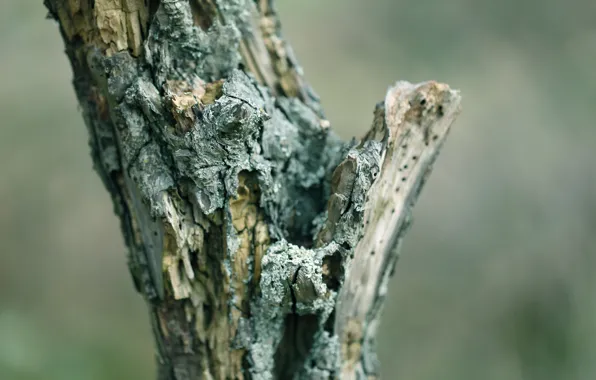 Картинка дерево, кора, сухое, dead wood