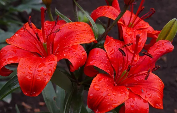 Flower, blooming, lilia