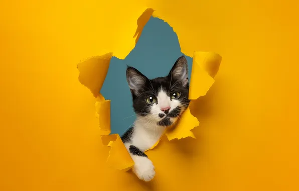 Кошка, бумага, фон