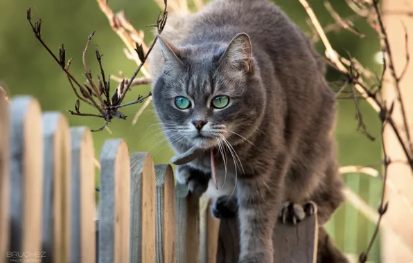 Картинка кошка, кот, морда, ветки, забор