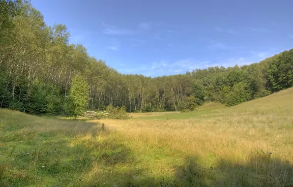Лес, трава, деревья