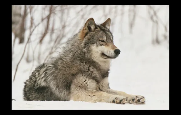 Nature, snow, predator, face, animal, wolf, wildlife, portrait