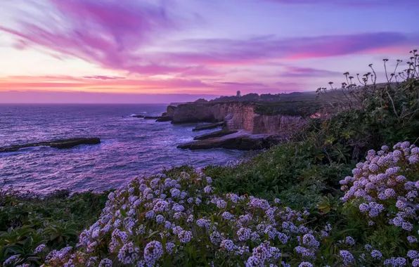 Закат, цветы, океан, скалы, побережье, Калифорния, Pacific Ocean, California