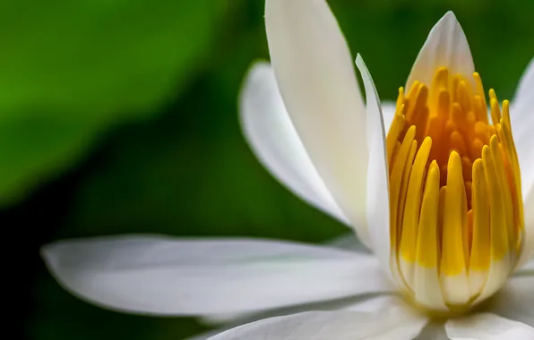 Белый, цветок, макро, лилия, водяная лилия