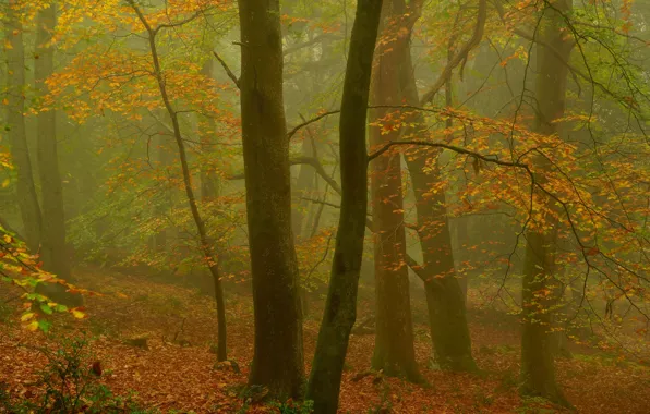 Картинка осень, лес, деревья, Англия, England, Exmoor, Эксмур, Beechwood