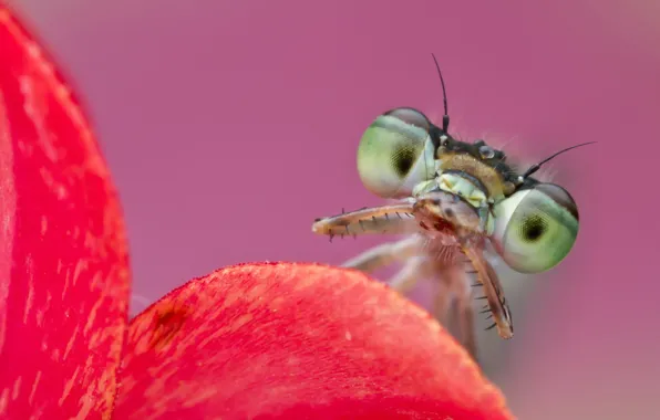 Макро, Ischnura hastata, Citrine forktail