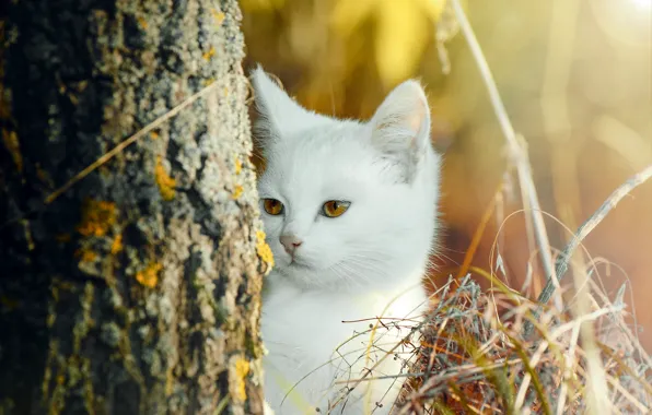 Осень, кошка, белый, трава, взгляд, природа, котенок, дерево
