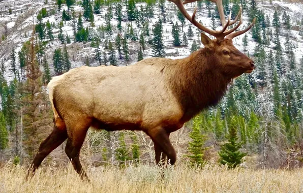 Картинка nature, bull, wildlife, male, antlers, elk, animal wildlife, moose on grass
