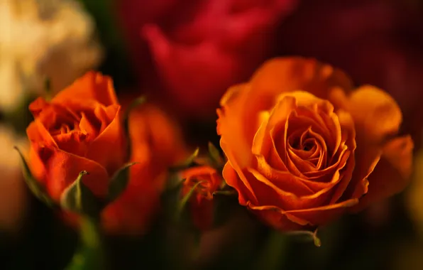 Крупный план, оранжевые розы, бутоны роз, размытй фон