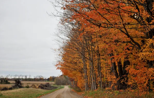 Деревья, Осень, дорожка, trees, autumn, October, path, fall