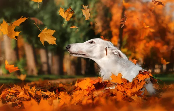 Картинка осень, листья, природа, парк, животное, собака, голова, листопад