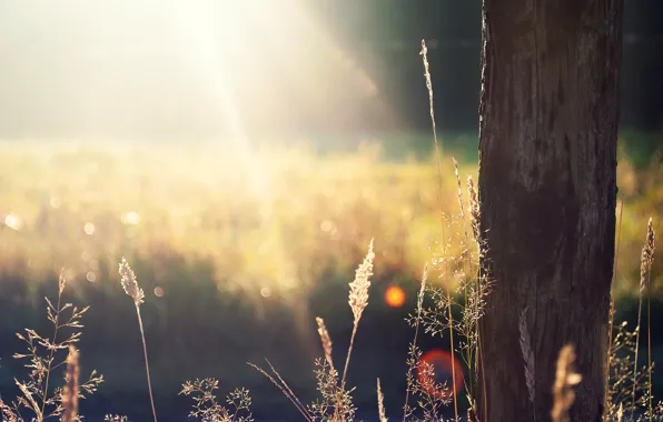 Картинка поле, трава, солнце, дерево, колоски, ствол, солнечные лучи, сухая
